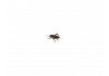 Live Brown   Crickets Hatchling/Micro Prepack Tub