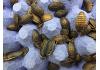 Live Feeder Roach Blaptica Dubia  Large (10)