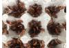 Live Feeder Red Runner/Turkistan Roaches 25 medium/large