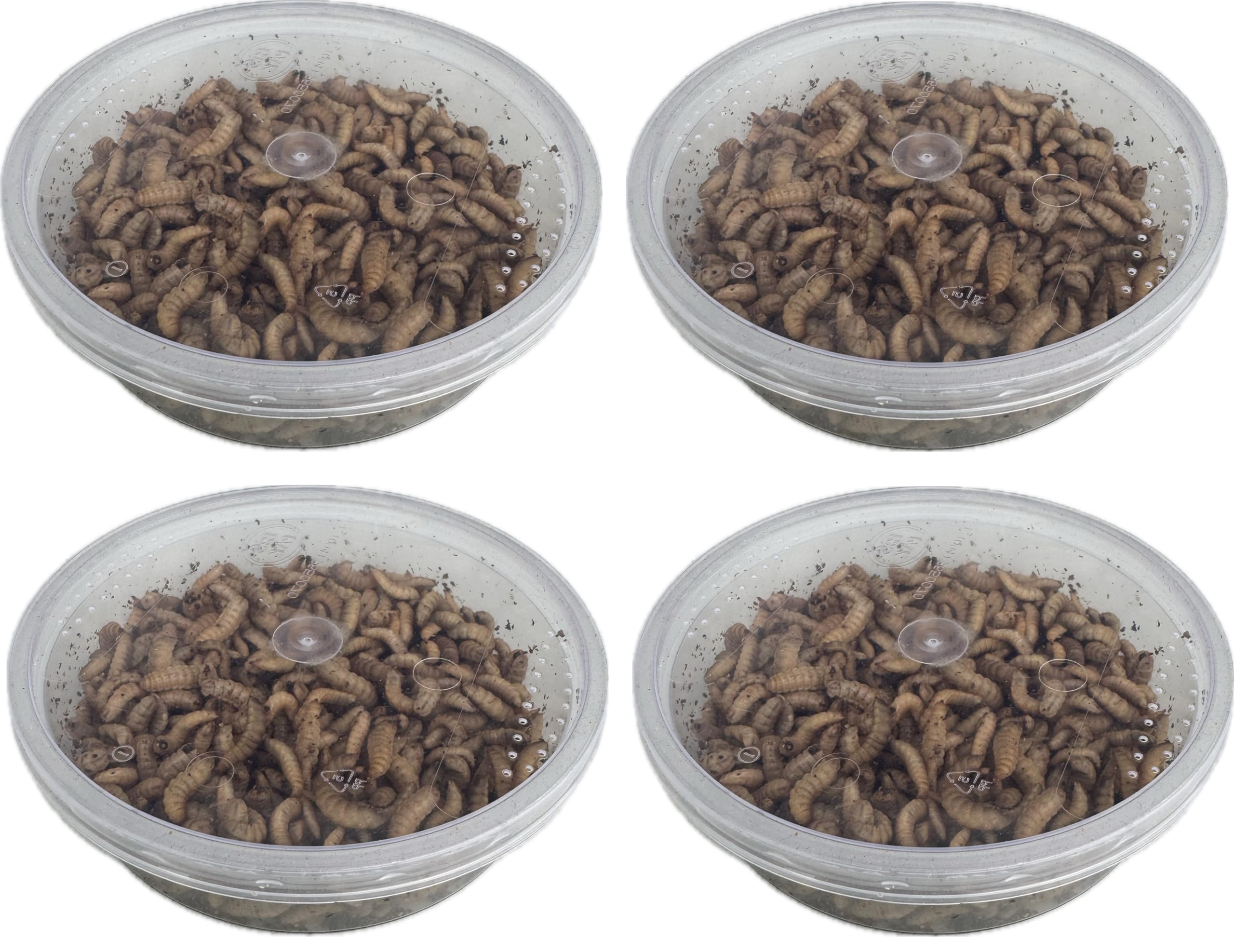 Livefood UK Live Calci Worms Available in tubs and bulk bags
