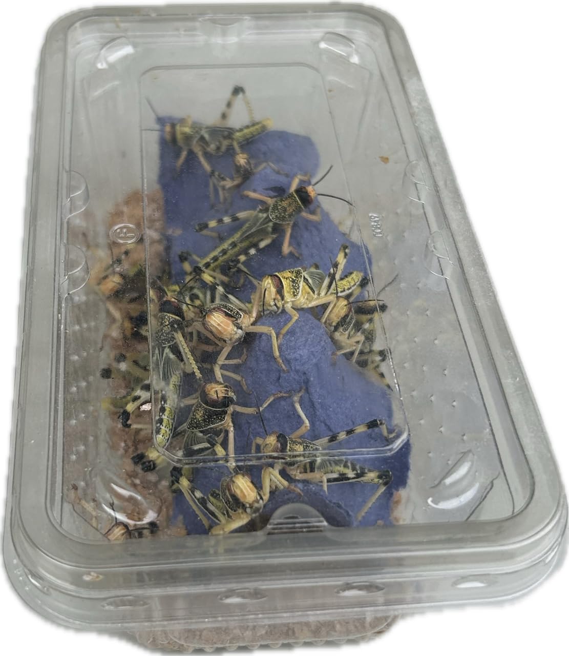 Livefood UK Live locusts supplied in a woven bag or plastic tubs