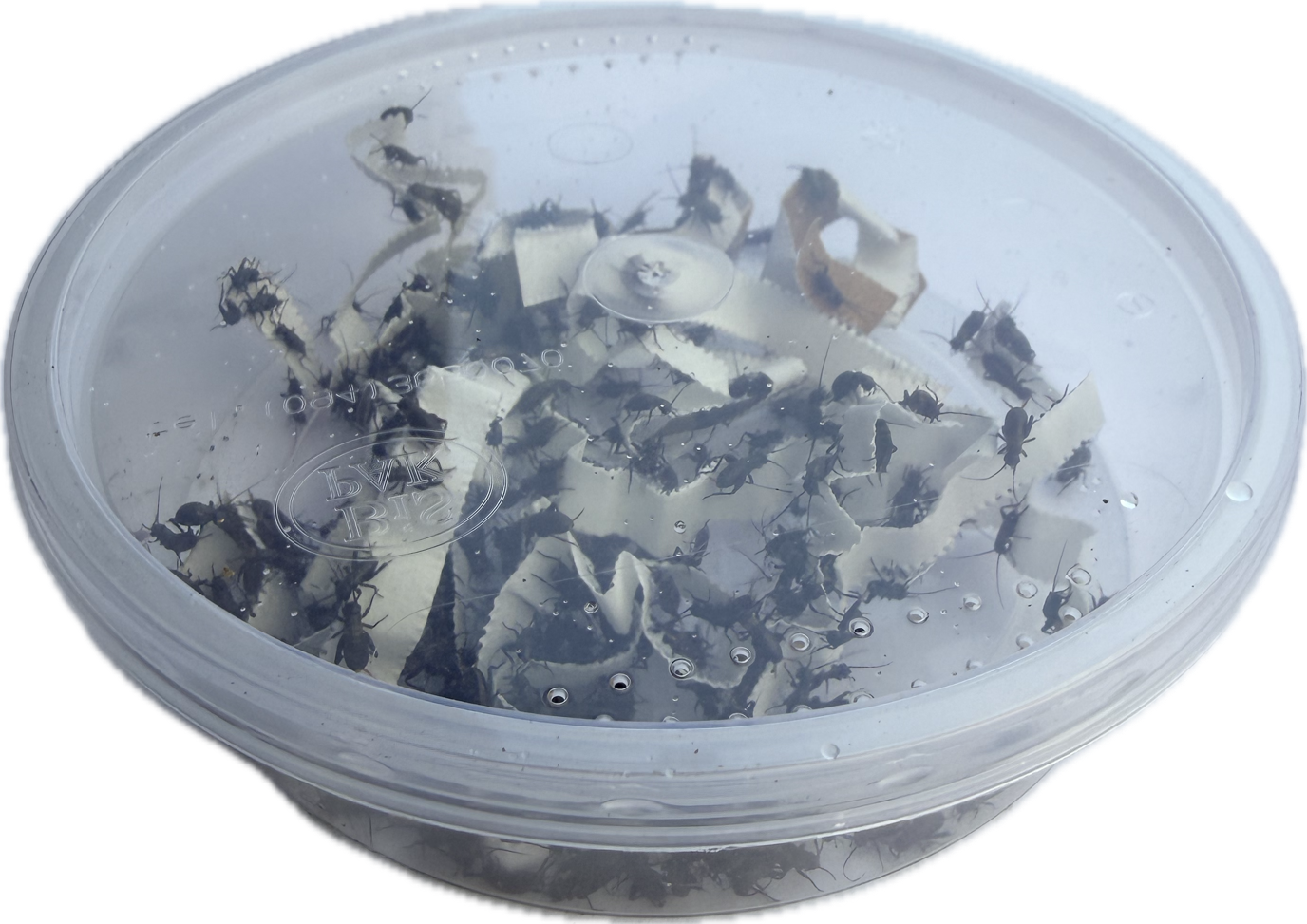 Livefood UK Live Black Field Crickets 1st Instar Extra Small size