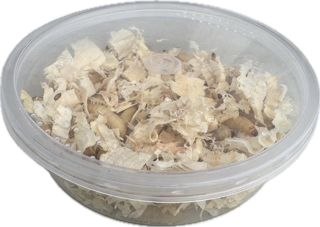 Livefood UK Live Waxworms