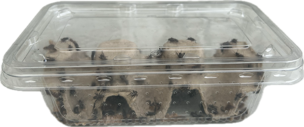 Livefood UK Live Black Field Crickets 2nd Instar Small size