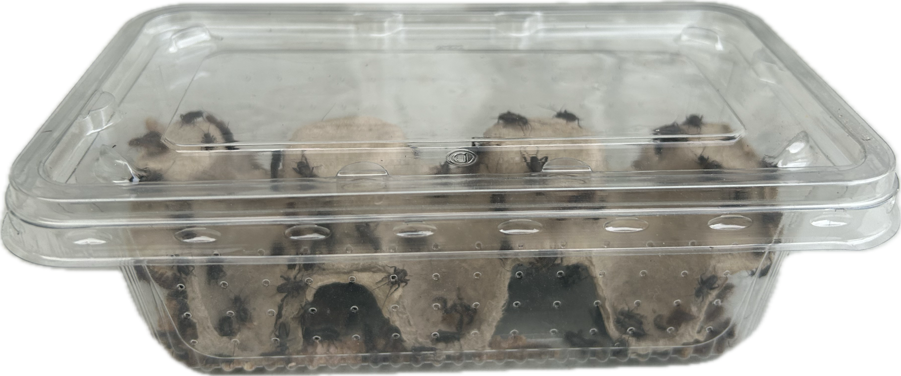 Livefood UK Live Black Field Crickets 2nd Instar Small size