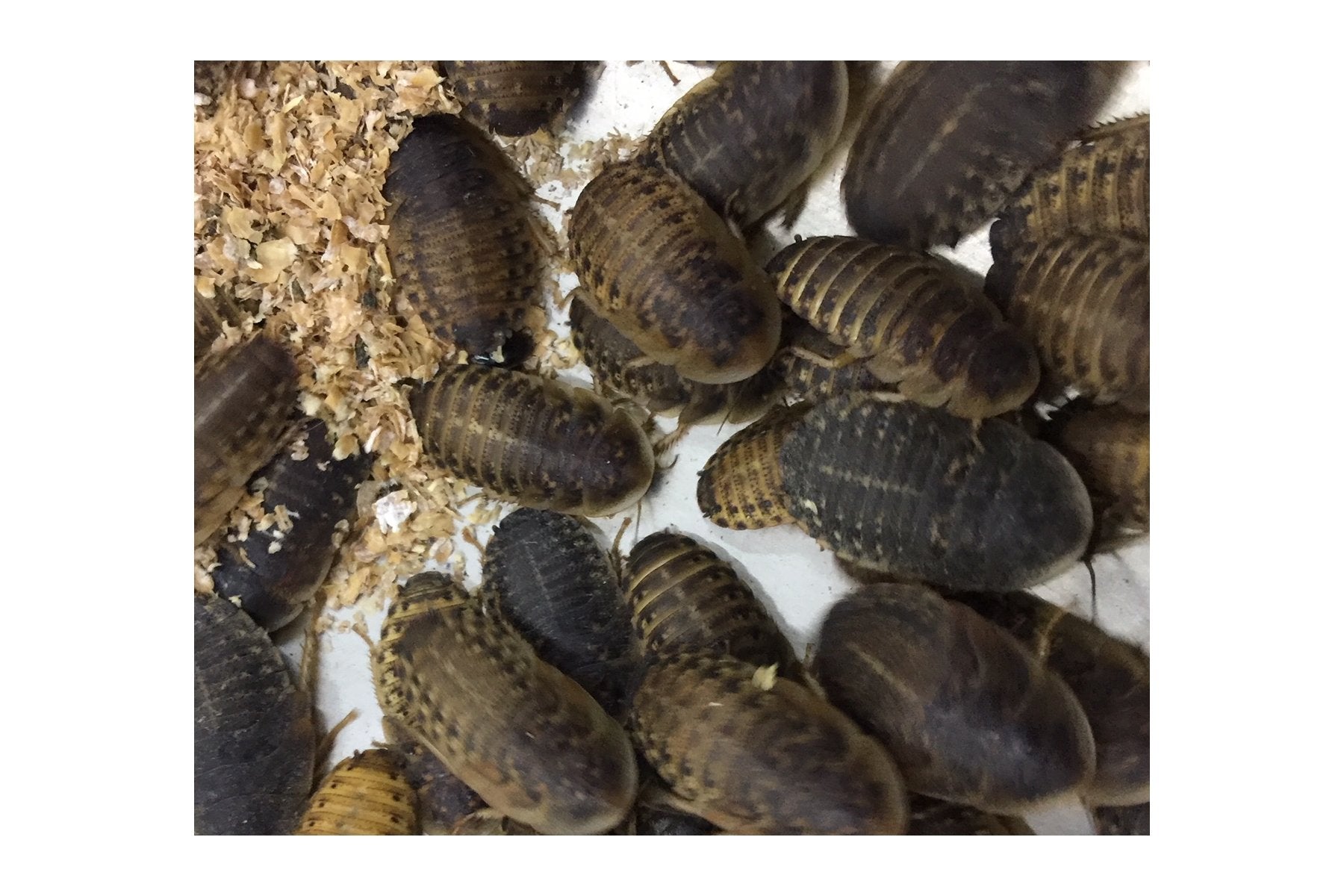 Live Feeder Roach Blaptica Dubia Medium size 14-25mm