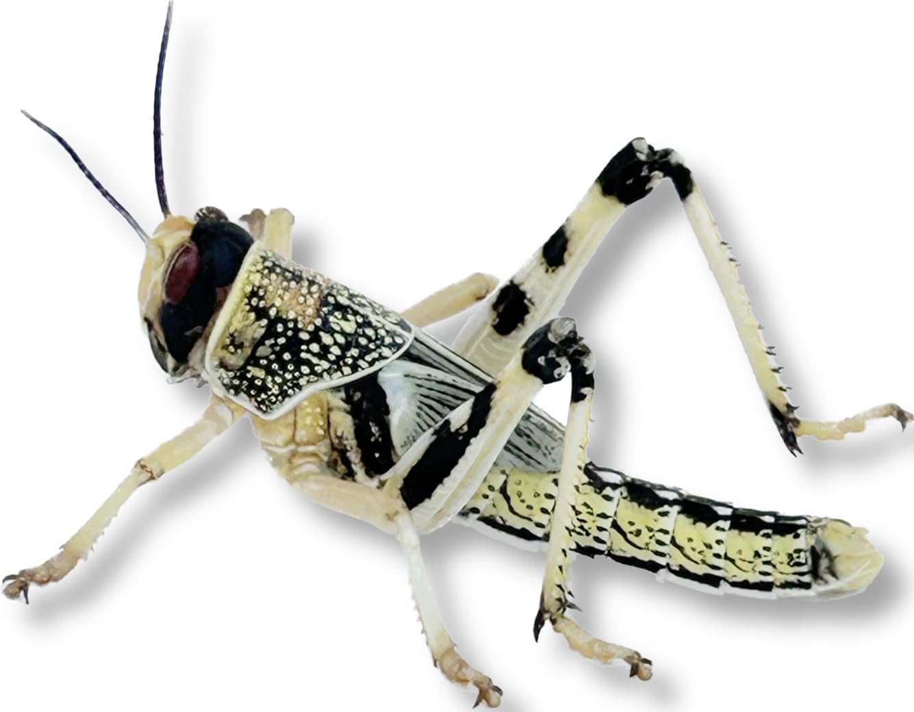 Livefood UK Live Locusts LETTERBOX PACK for Reptile Owners, Live Reptile Food