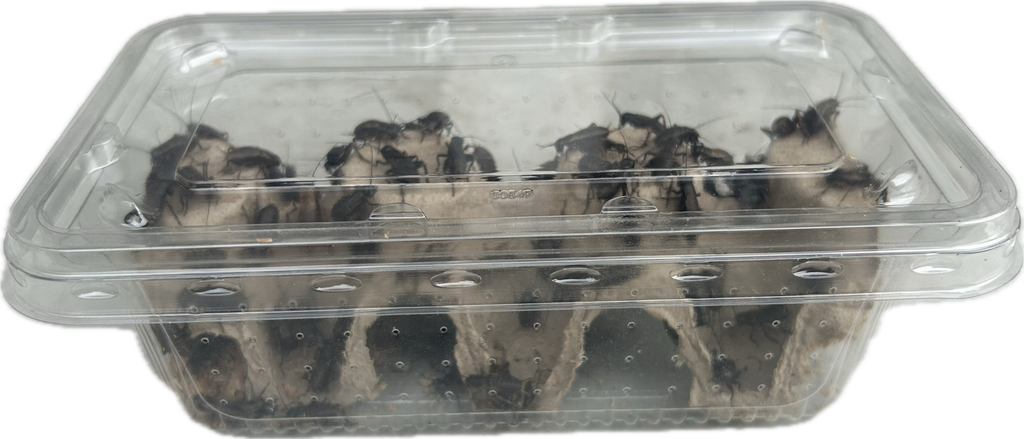Livefood UK Live Black Field Crickets 3rd Instar Small/Med Size
