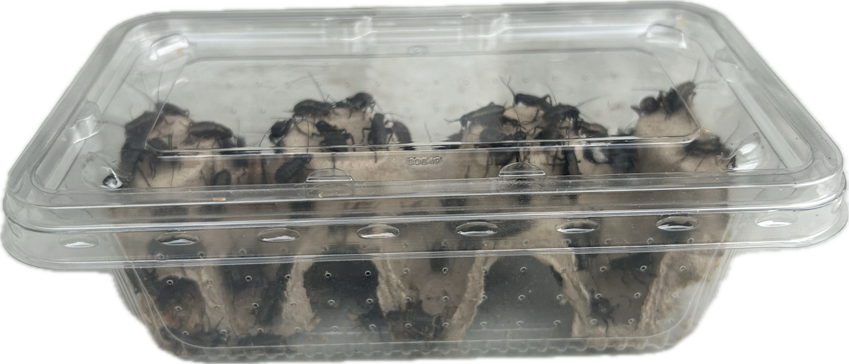 Livefood UK Live Black Field Crickets 3rd Instar Small/Med Size