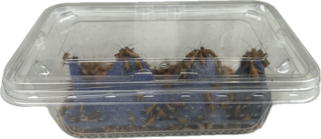 Livefood UK Live Brown Crickets 3rd Instar Small/med