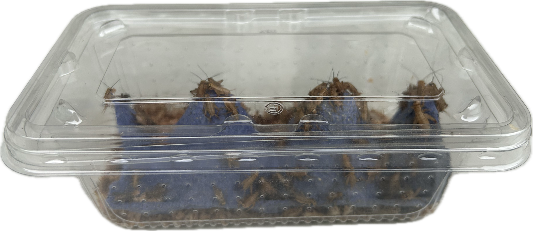 Livefood UK Live Brown Crickets 3rd Instar Small/med