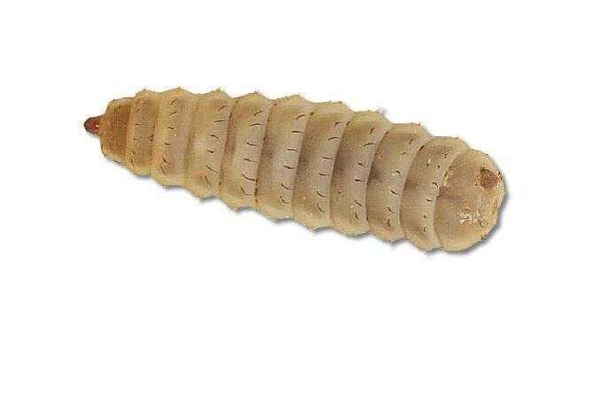 Livefood UK Live Calci Worms Available in tubs and bulk bags