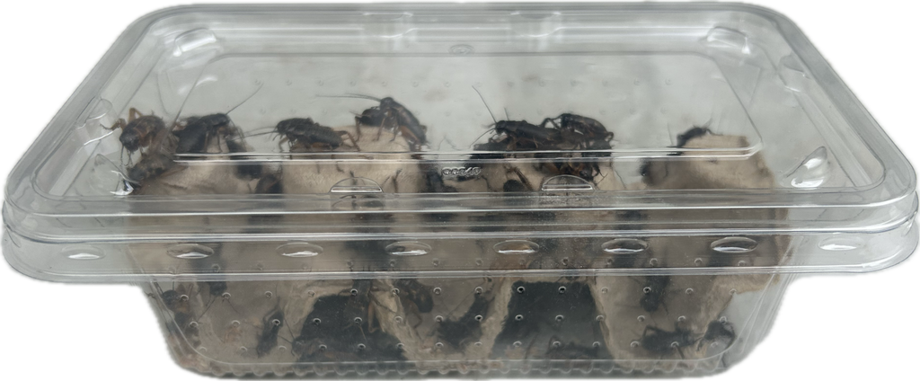 Livefood UK Live Black Field Crickets 4th Instar Medium Size
