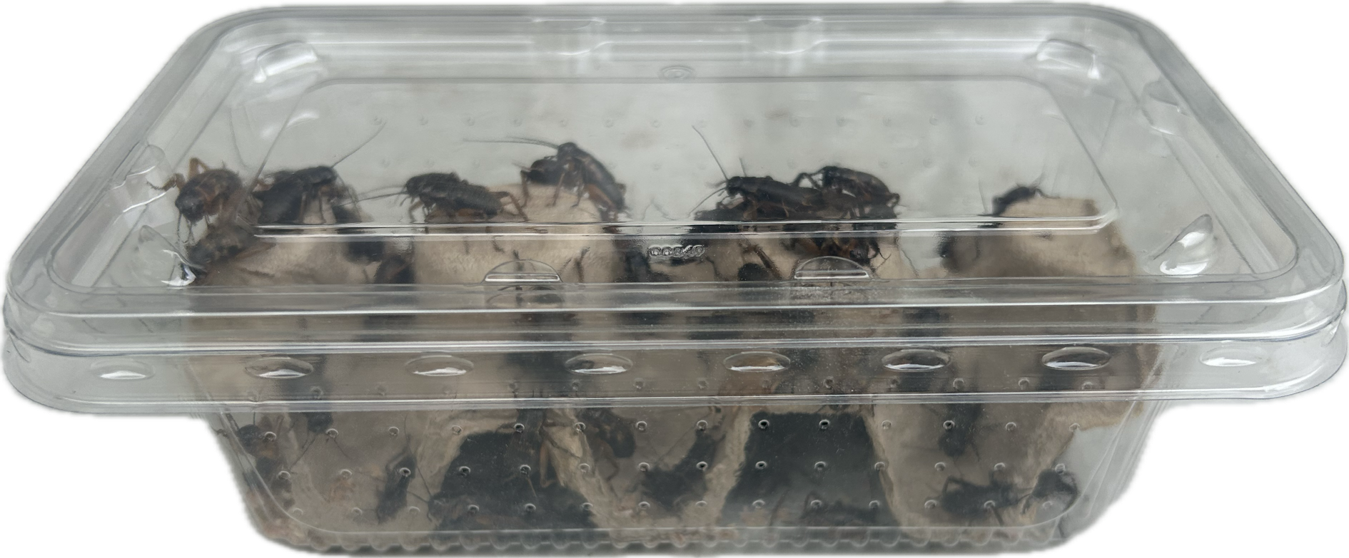 Livefood UK Live Black Field Crickets 4th Instar Medium Size