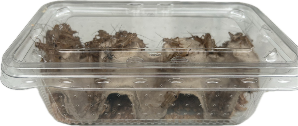 Livefood UK Live Brown Crickets 4th Instar Medium