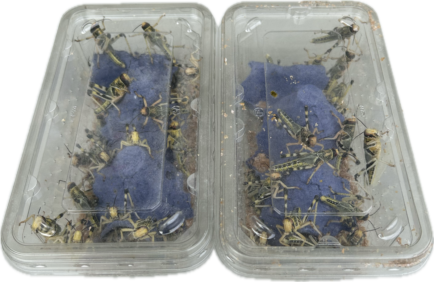 Livefood UK Live locusts supplied in a woven bag or plastic tubs