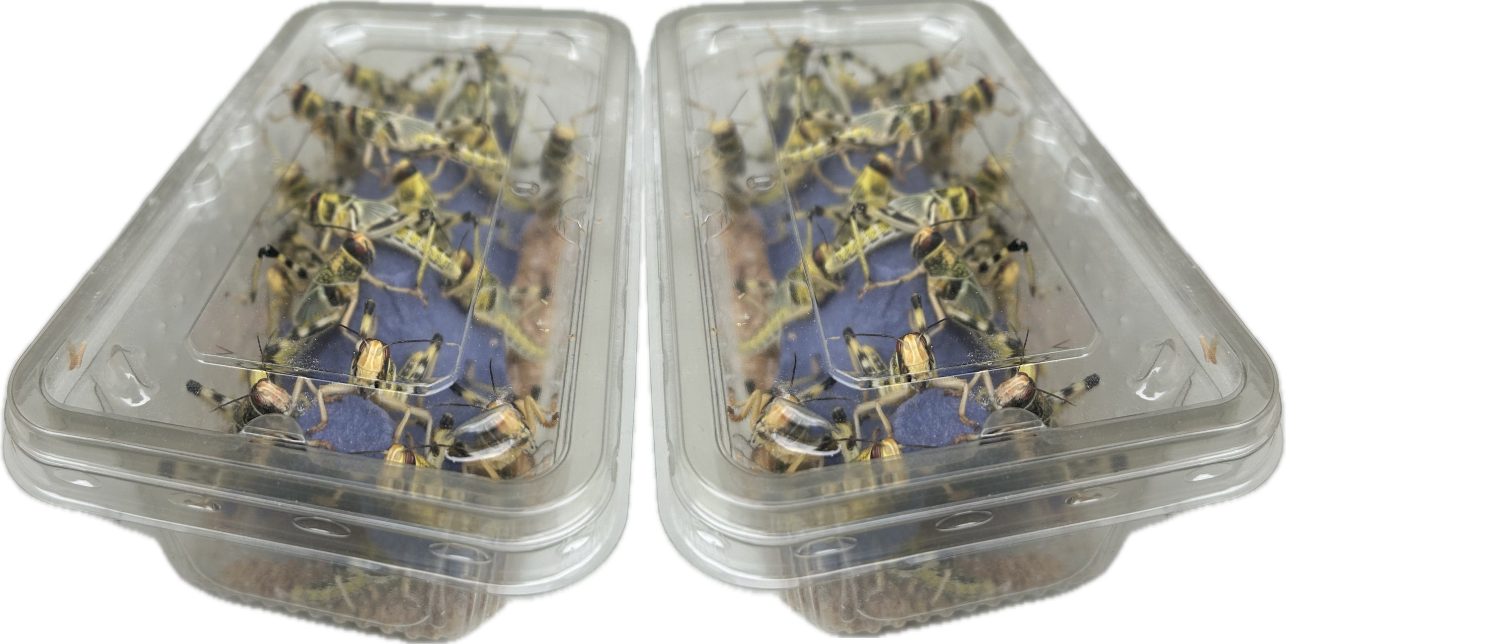 Livefood UK Live locusts supplied in a woven bag or plastic tubs
