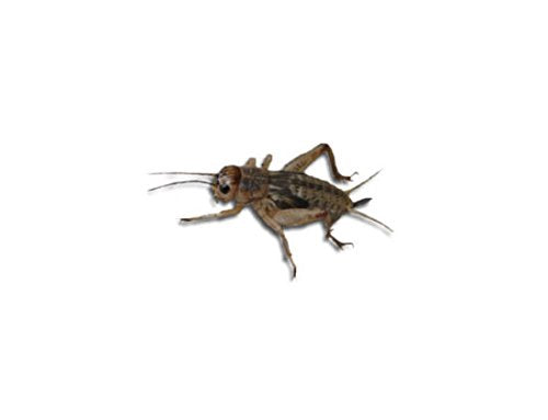 Livefood UK Live Brown Crickets 3rd Instar Small/med