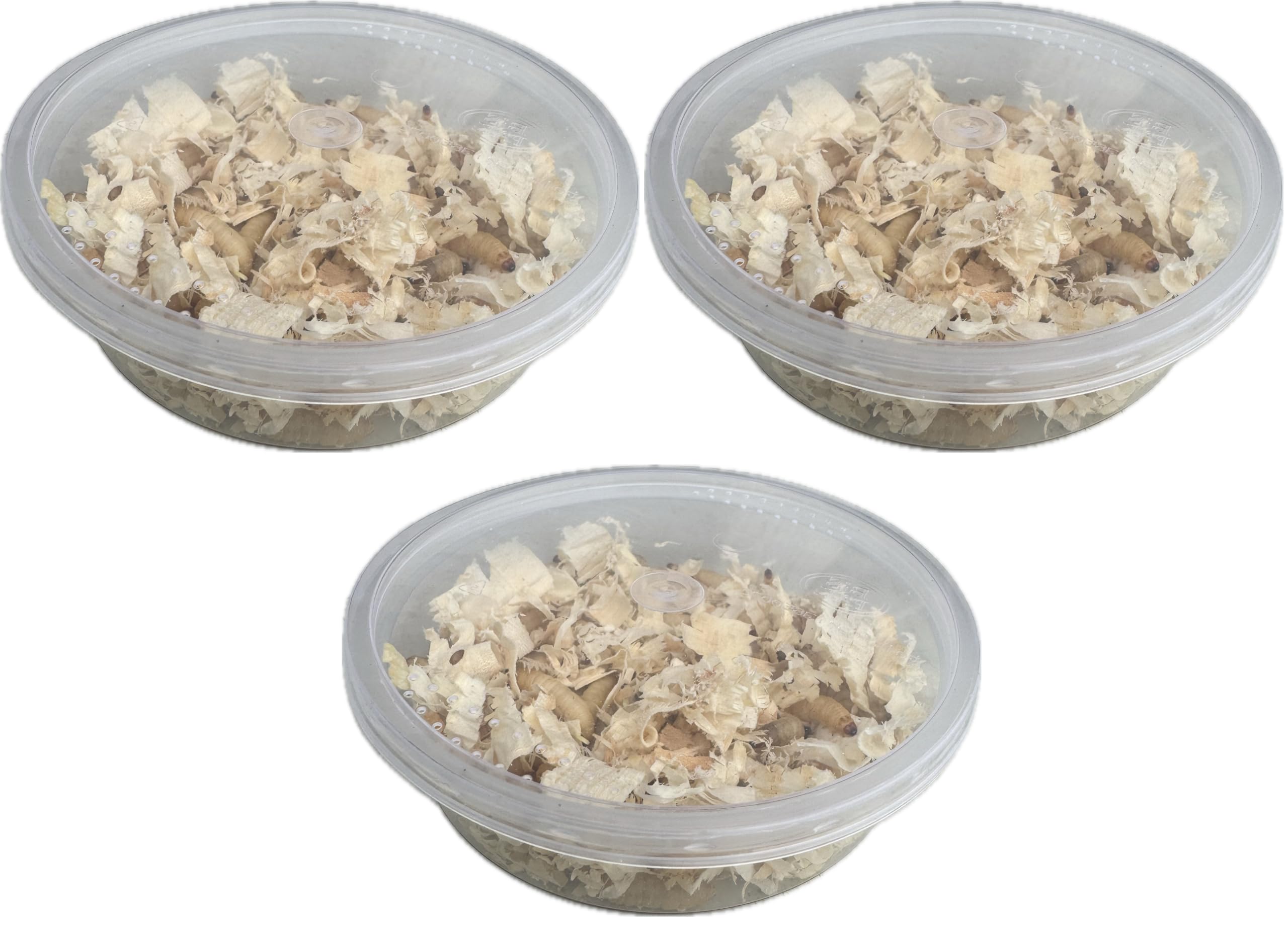 Livefood UK Live Waxworms