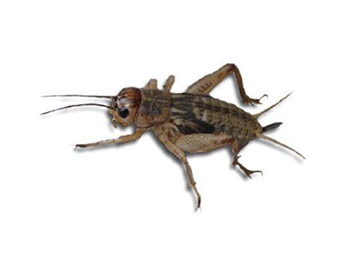 Livefood UK Live Brown Crickets Standard Size