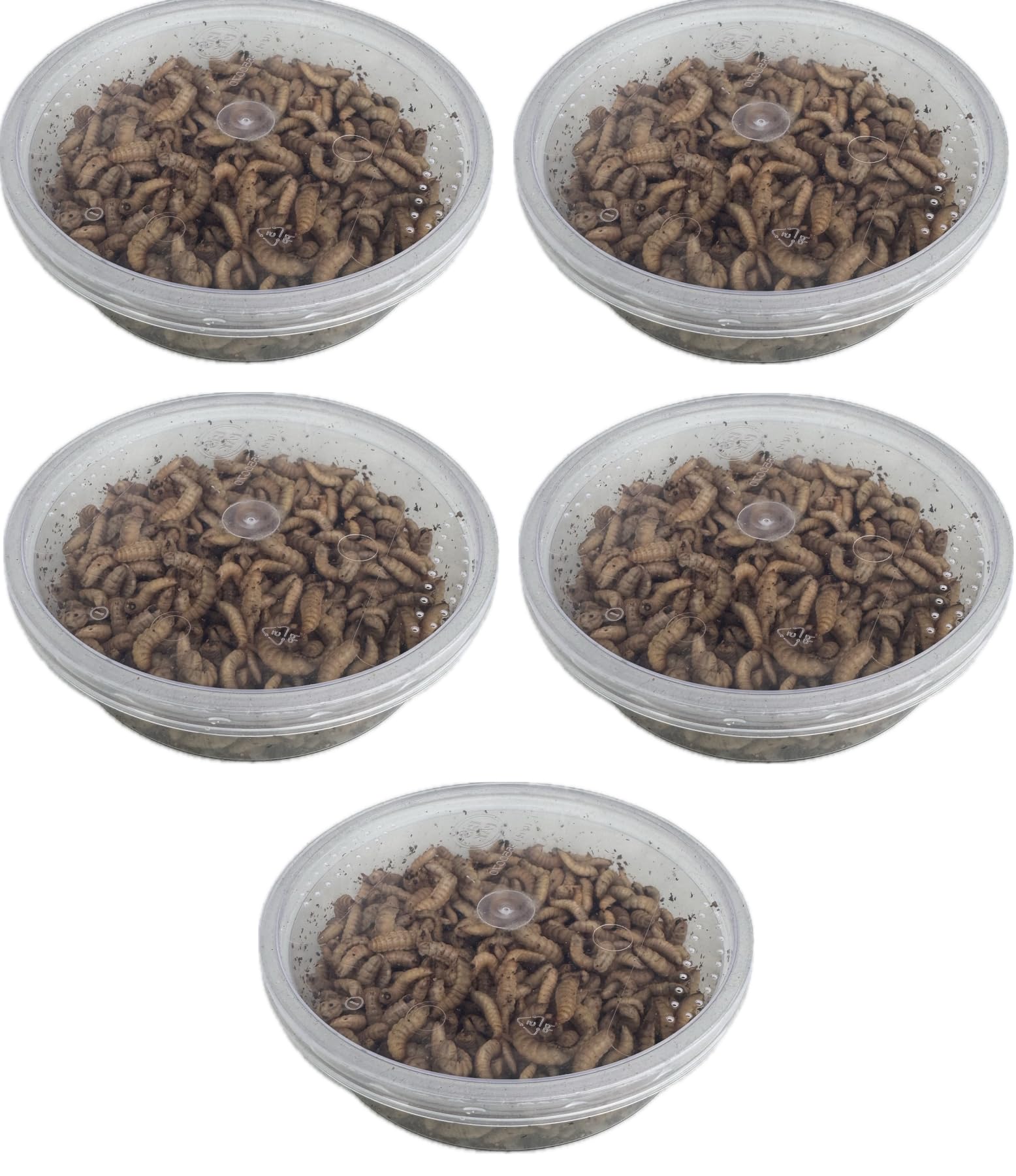 Livefood UK Live Calci Worms Available in tubs and bulk bags