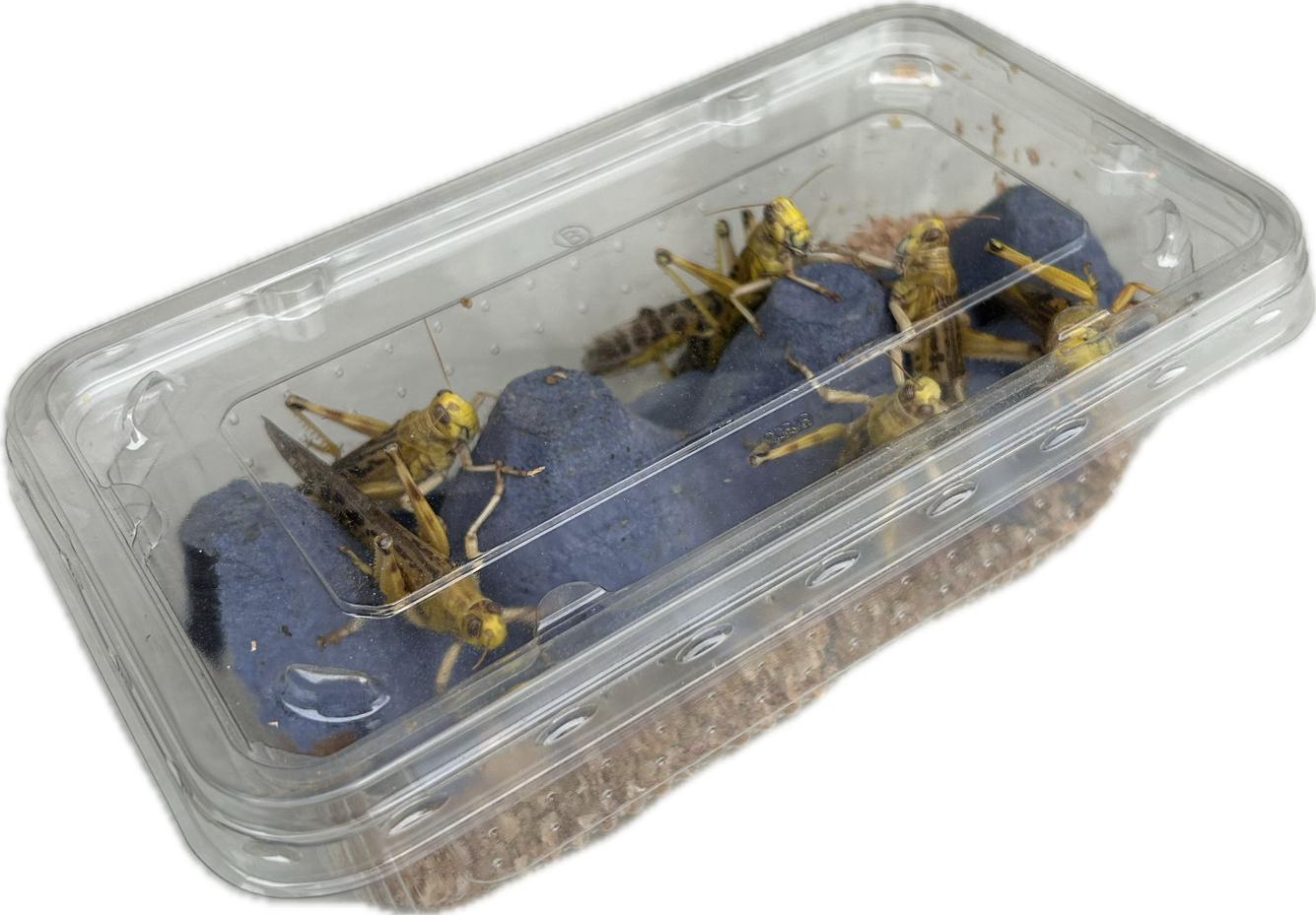 Livefood UK Live locusts supplied in a woven bag or plastic tubs