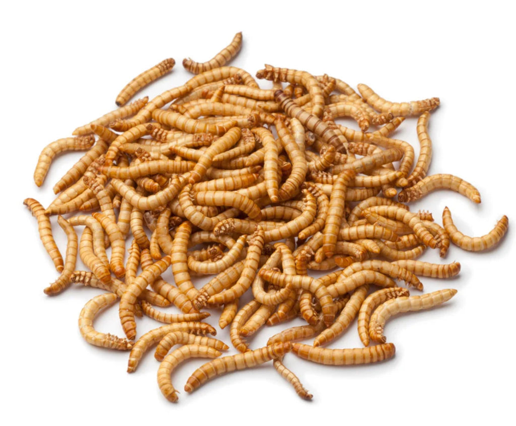 Live Mealworms Regular size available in tubs and bags