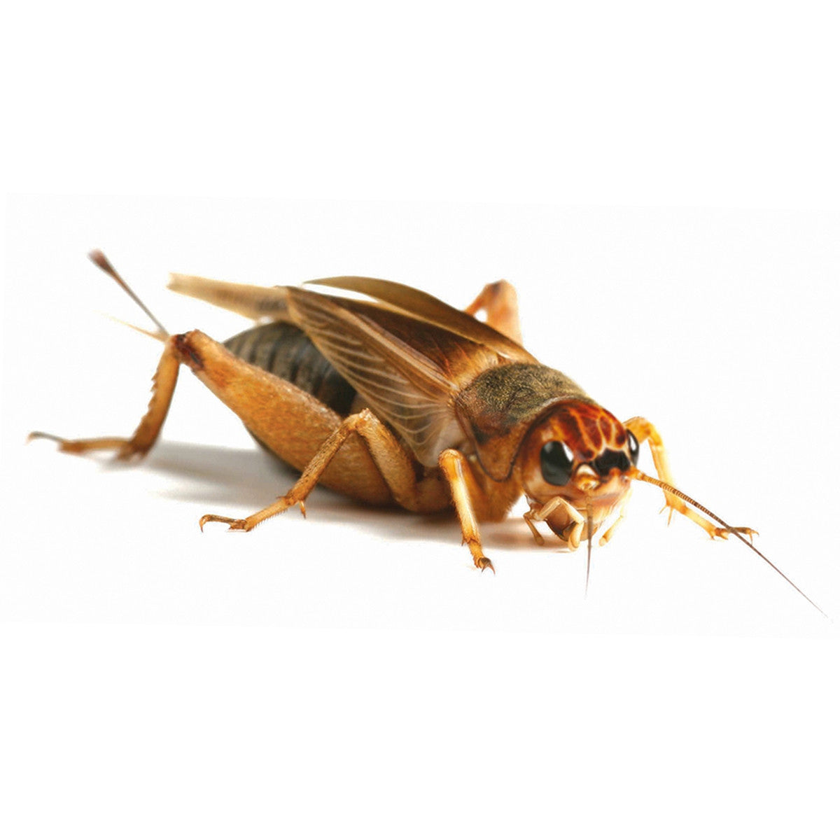 Livefood UK Live Brown Crickets XL Size