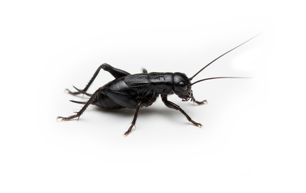 Livefood UK Live Black Field Crickets Standard Size