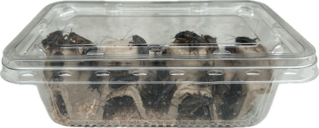 Livefood UK Live Black Field Crickets Standard Size