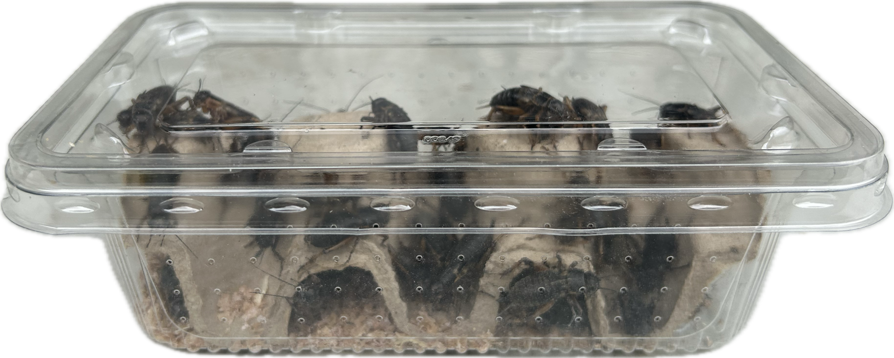 Livefood UK Live Black Field Crickets Standard Size