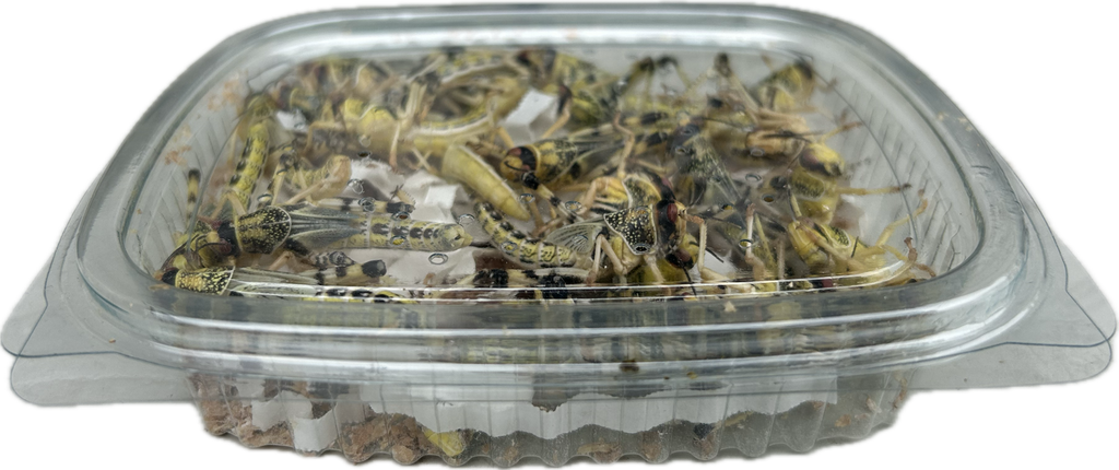 Livefood UK Live Locusts LETTERBOX MEGA PACK 25 Locusts Live Reptile Food