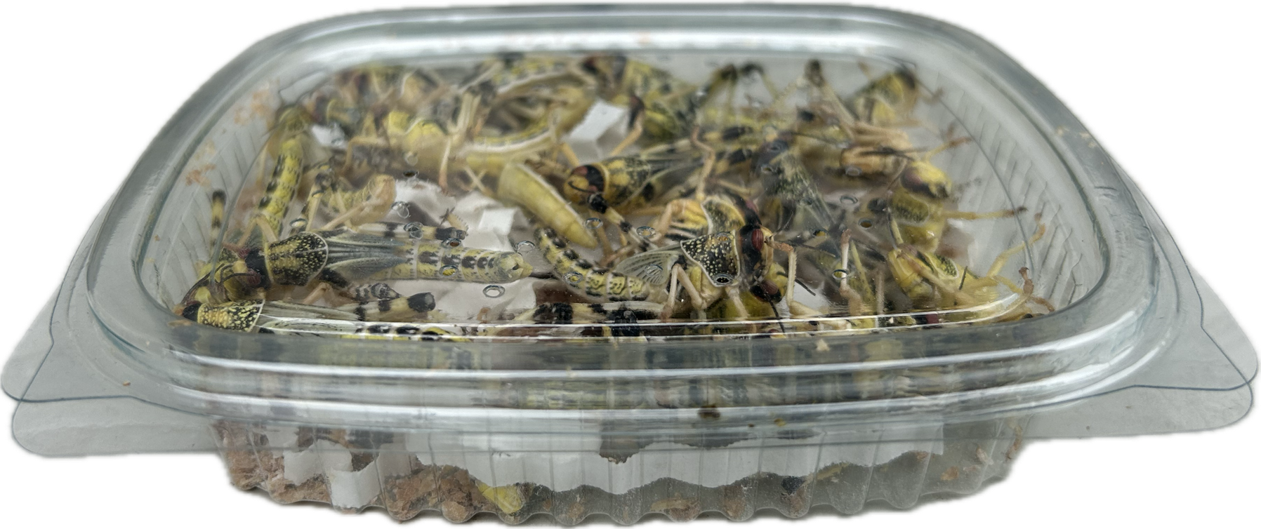 Livefood UK Live Locusts LETTERBOX MEGA PACK 25 Locusts Live Reptile Food