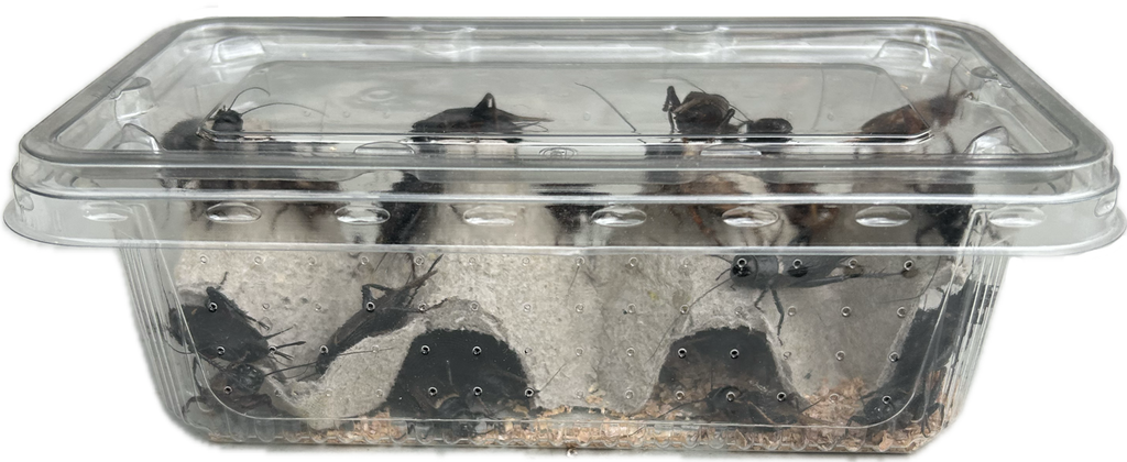 Livefood UK Live Black Field Crickets Extra Large size