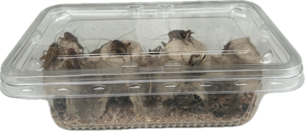 Livefood UK Live Brown Crickets XL Size