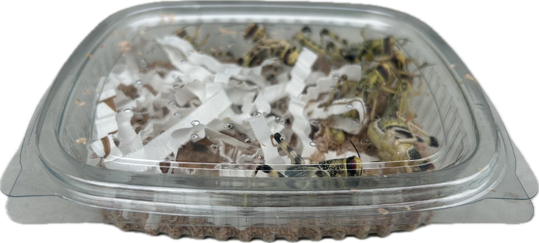 Livefood UK Live Locusts LETTERBOX PACK for Reptile Owners, Live Reptile Food