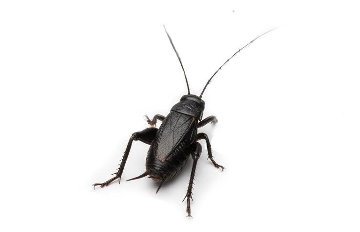 Livefood UK Live Black Field Crickets Extra Large size