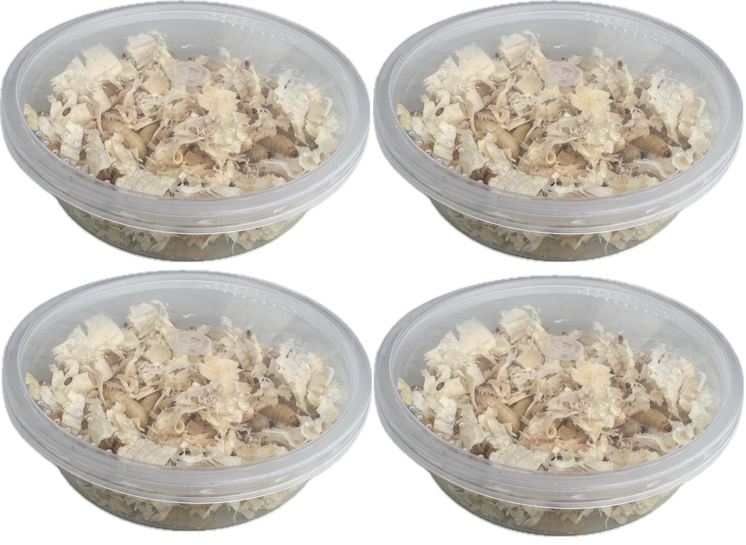 Livefood UK Live Waxworms