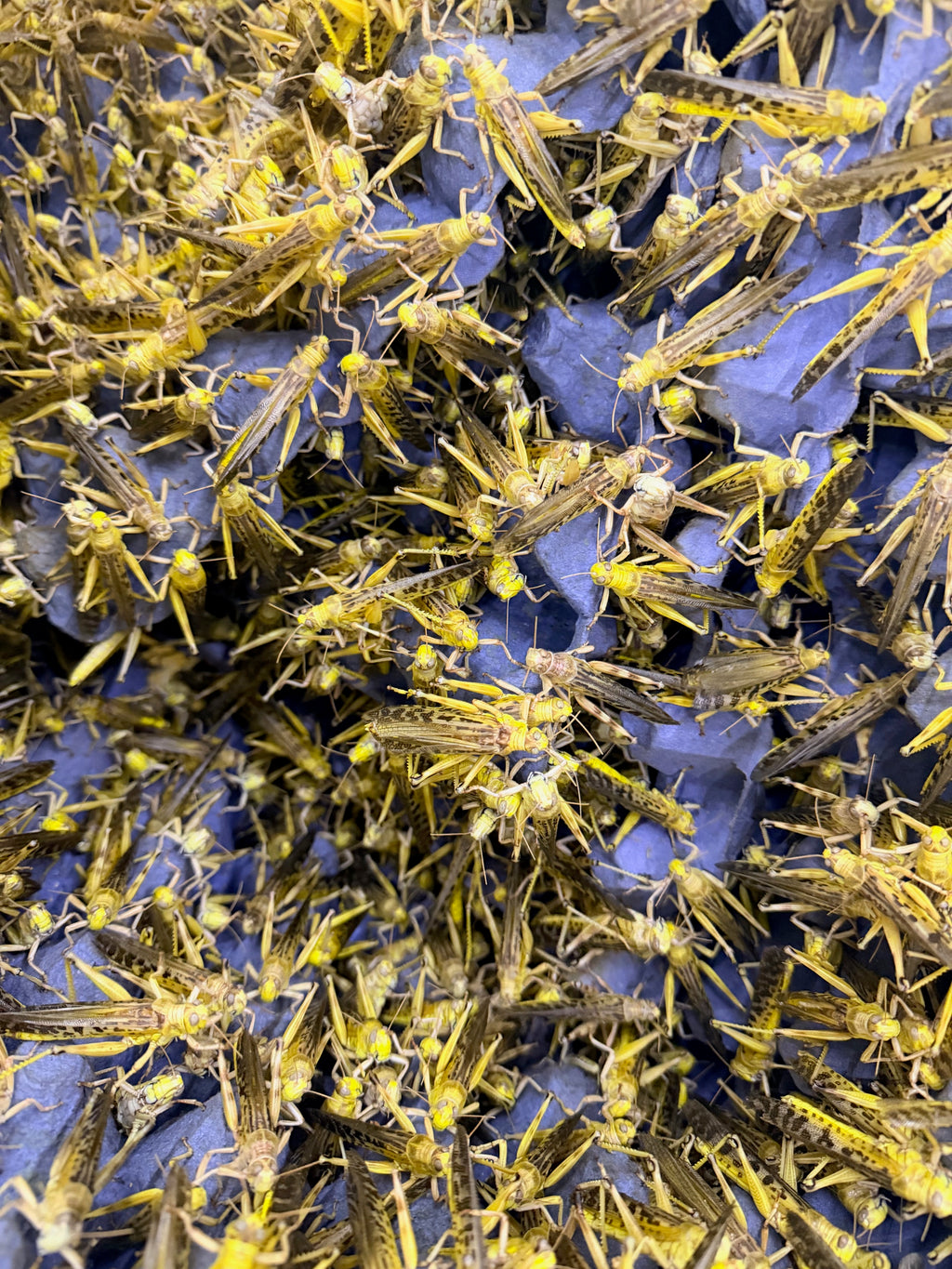 Special offer 500 live Adult locusts limited availability