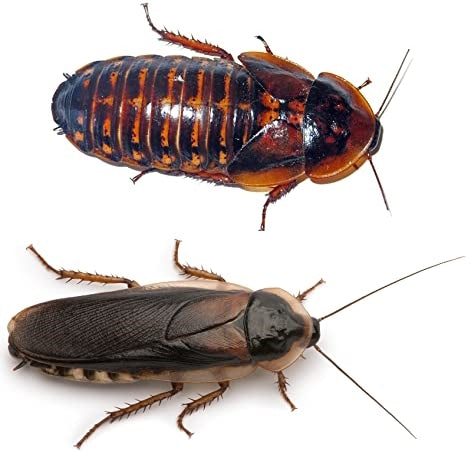 Tub of 8 Live Adult Feeder Roach Blaptica Dubia size range 30-45mm