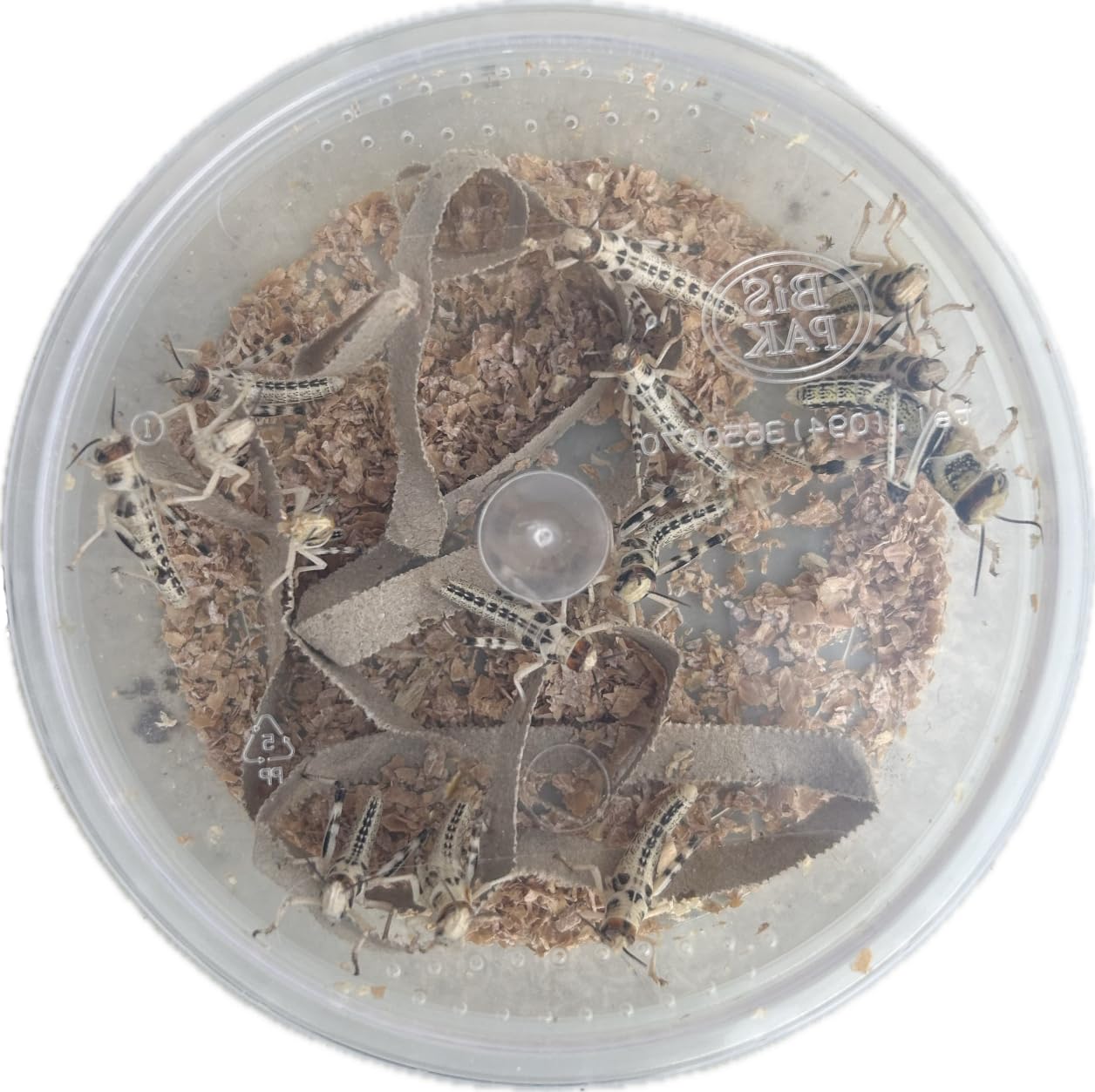 Livefood UK Live Locusts LETTERBOX PACK for Reptile Owners, Live Reptile Food