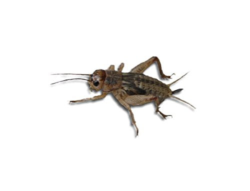 Livefood UK Live Brown Crickets 4th Instar Medium