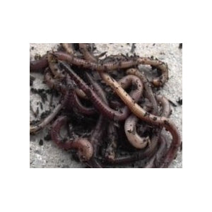Live Earth Worms Prepack Tub (at own risk during hot weather)