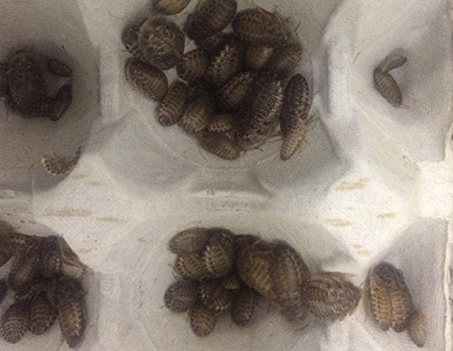 Live Feeder Cockroach Blaptica Dubia Small size 10-20mm