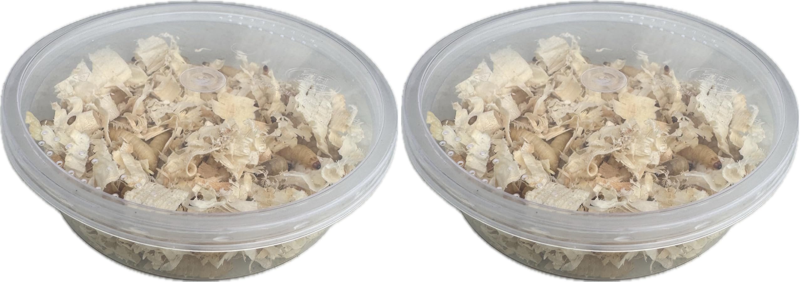 Livefood UK Live Waxworms