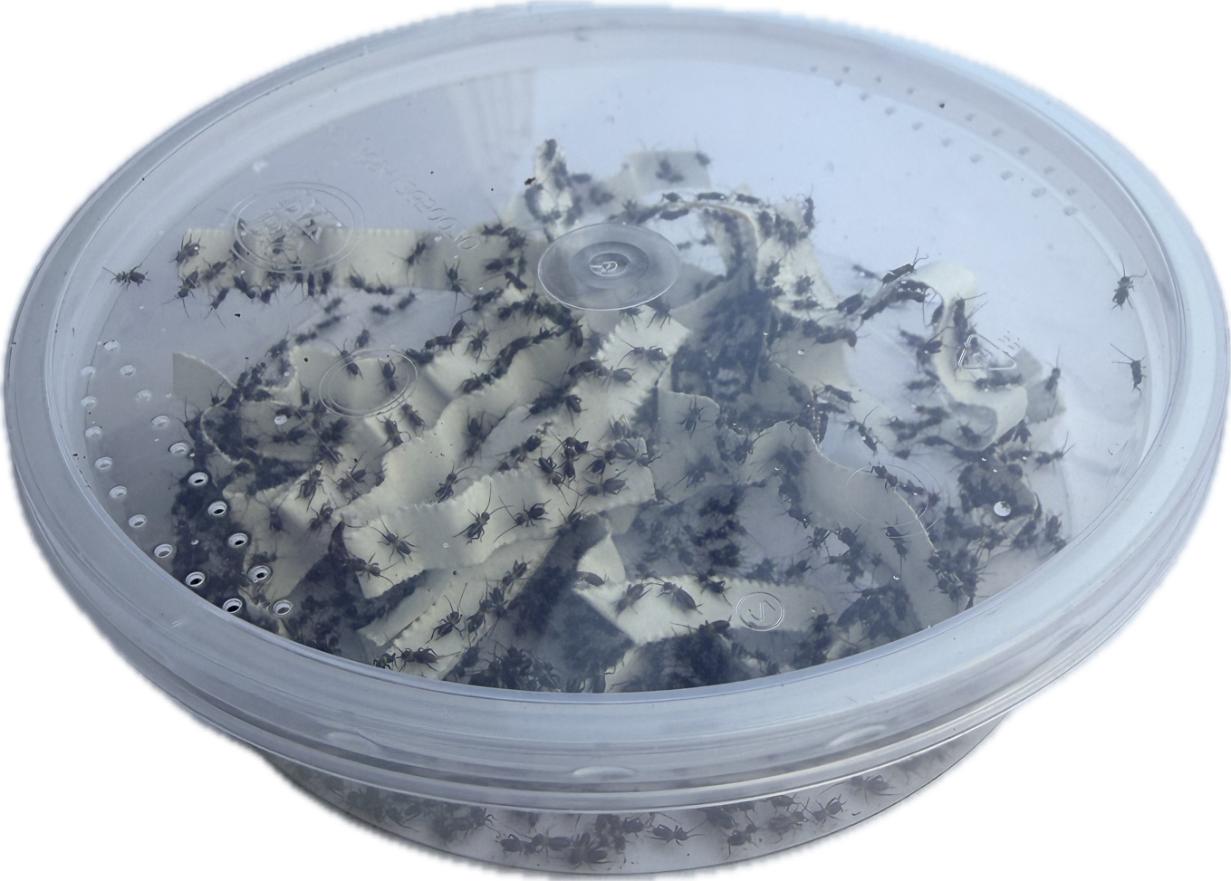 Livefood UK Live Black Field Crickets Hatchling size