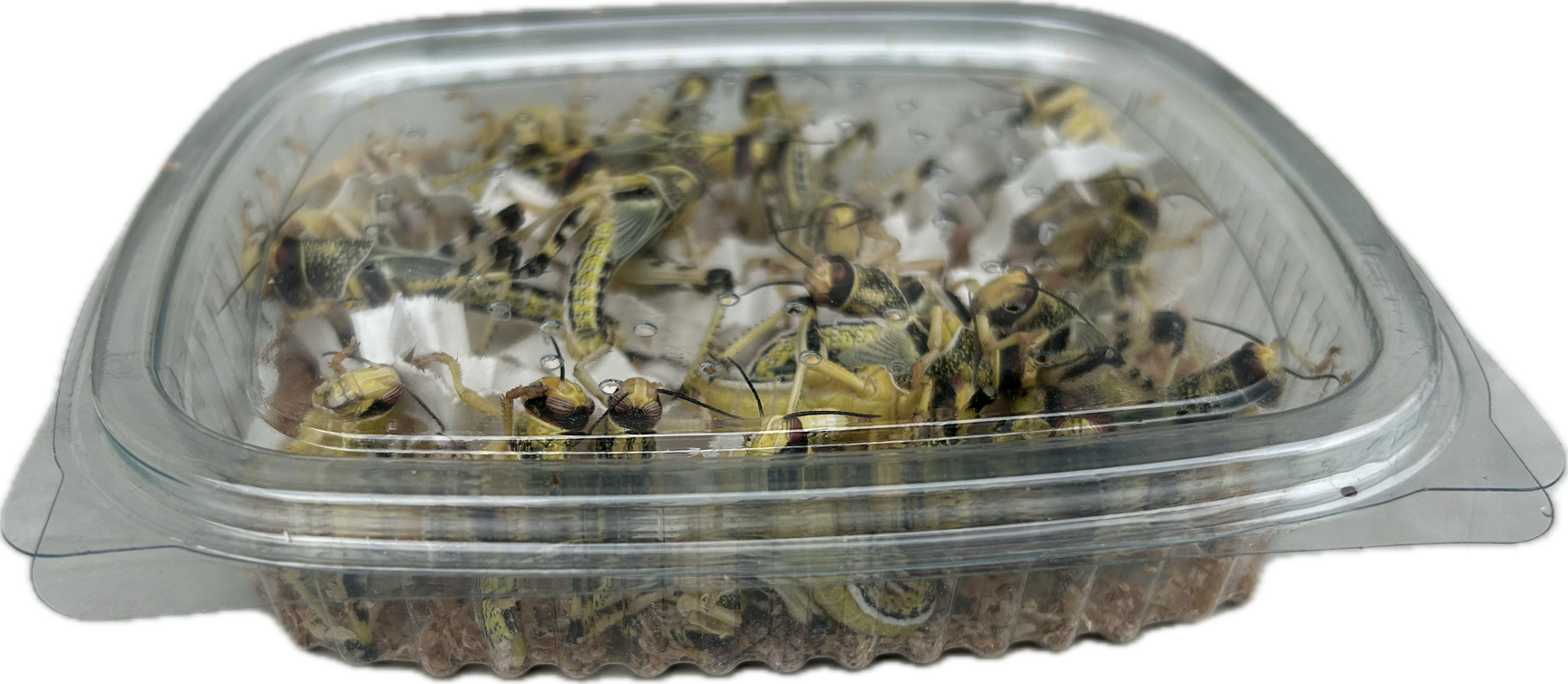 Livefood UK Live Locusts LETTERBOX MEGA PACK 25 Locusts Live Reptile Food