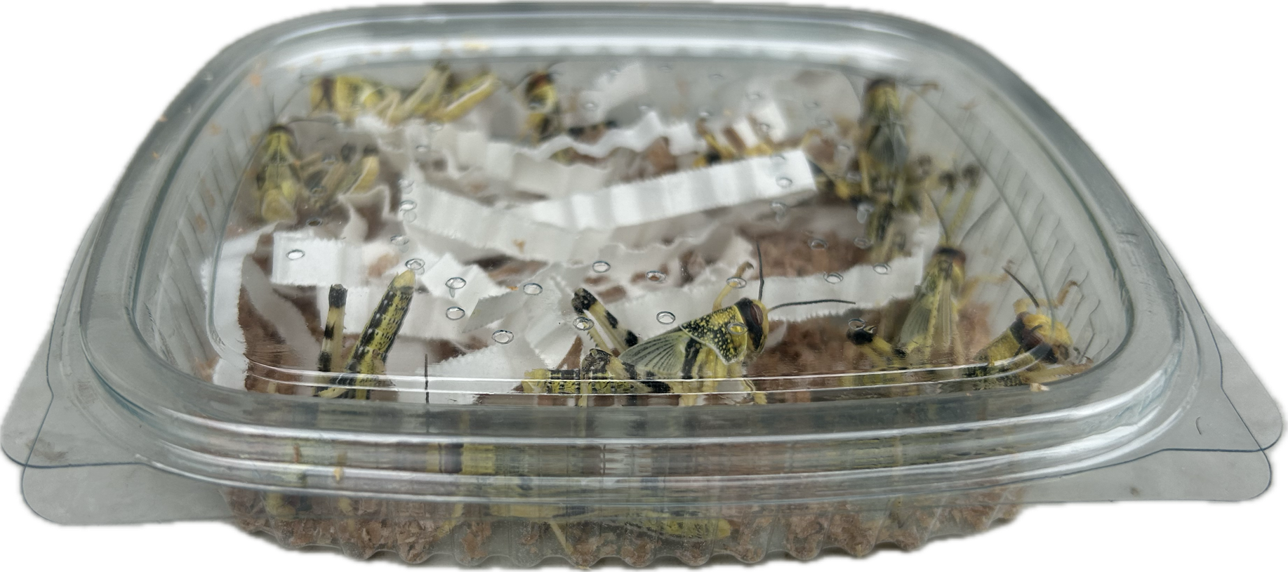 Livefood UK Live Locusts LETTERBOX PACK for Reptile Owners, Live Reptile Food