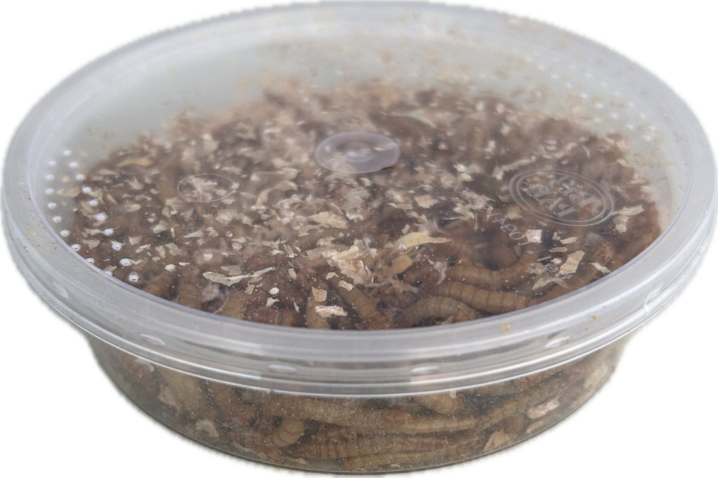 Live Mealworms Regular size available in tubs and bags