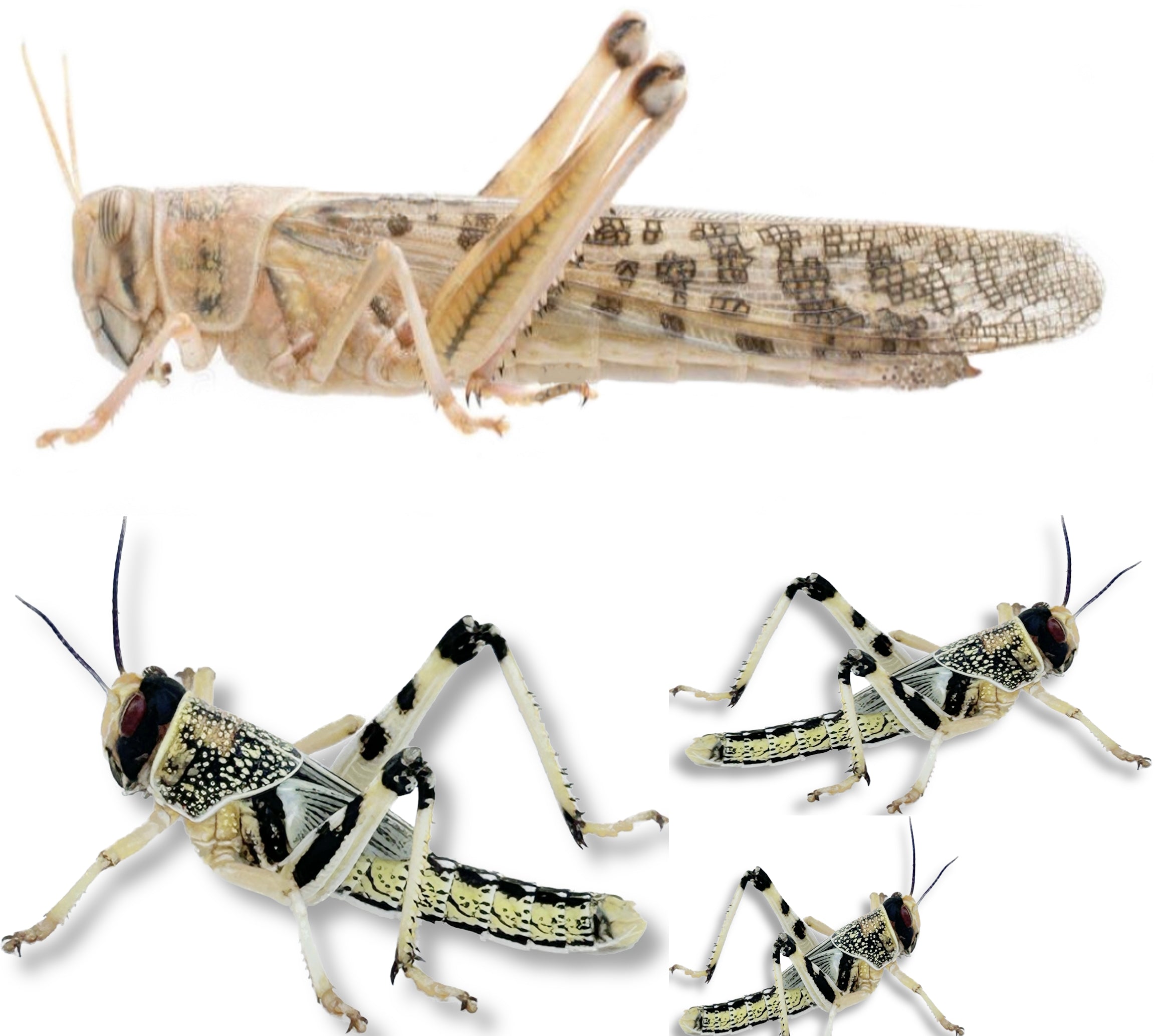 Livefood UK Live locusts supplied in a woven bag or plastic tubs